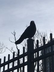 Corvus brachyrhynchos