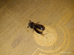 Acrossus rufipes