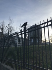 Corvus brachyrhynchos