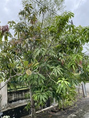 Mangifera indica