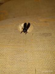 Acrossus rufipes