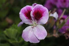 Pelargonium