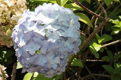 Hydrangea