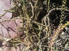 Junellia seriphioides