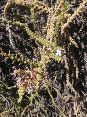 Junellia seriphioides