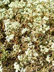 Torilis arvensis