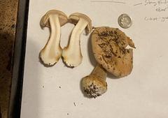 Cortinarius talus