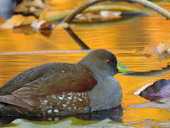 Porphyriops melanops