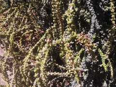 Junellia seriphioides