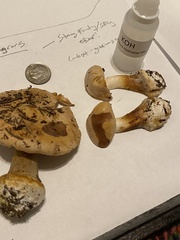 Cortinarius talus