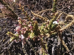 Junellia seriphioides