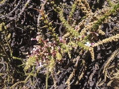 Junellia seriphioides