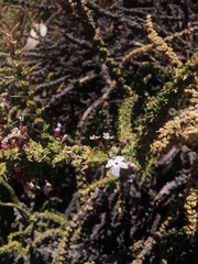 Junellia seriphioides