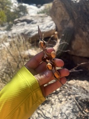 Erythrina flabelliformis