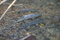 Oncorhynchus keta