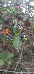 Lantana horrida