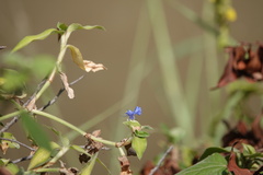 Commelina benghalensis