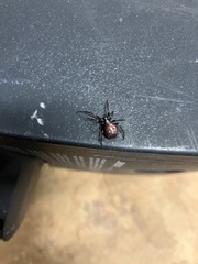 Steatoda