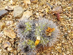 Copiapoa coquimbana
