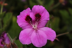 Pelargonium