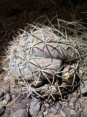 Echinocactus horizonthalonius