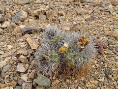Copiapoa coquimbana