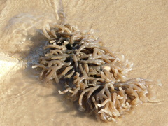 Alcyonidium hauffi