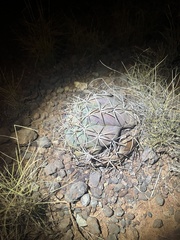 Echinocactus horizonthalonius