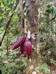 Theobroma cacao