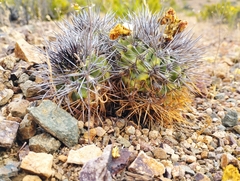 Copiapoa coquimbana
