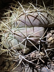 Echinocactus horizonthalonius