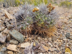 Copiapoa coquimbana