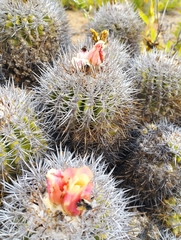 Copiapoa coquimbana