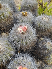 Copiapoa coquimbana