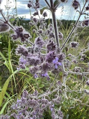 Mesosphaerum suaveolens