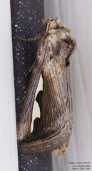 Didugua argentilinea