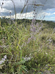 Mesosphaerum suaveolens