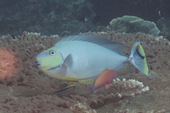 Naso vlamingii