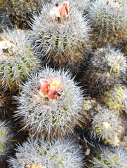 Copiapoa coquimbana