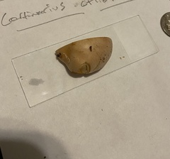Cortinarius talus