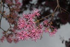 Chionanthus pubescens