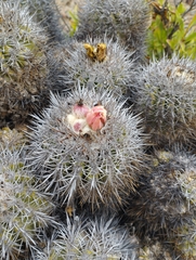 Copiapoa coquimbana