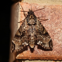 Psilogramma menephron