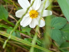 Bidens odorata