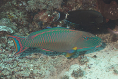 Cetoscarus ocellatus
