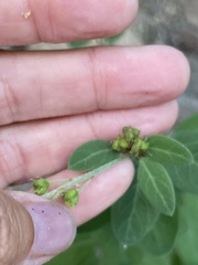 Galphimia angustifolia