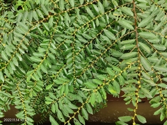 Bridelia tomentosa