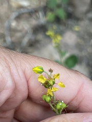 Galphimia angustifolia