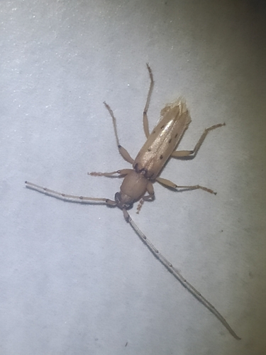 Achryson surinamum