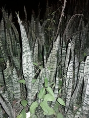 Sansevieria
